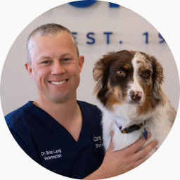 Dr. Brian Lang with an Australian Shepherd at CareVet of Shoreline