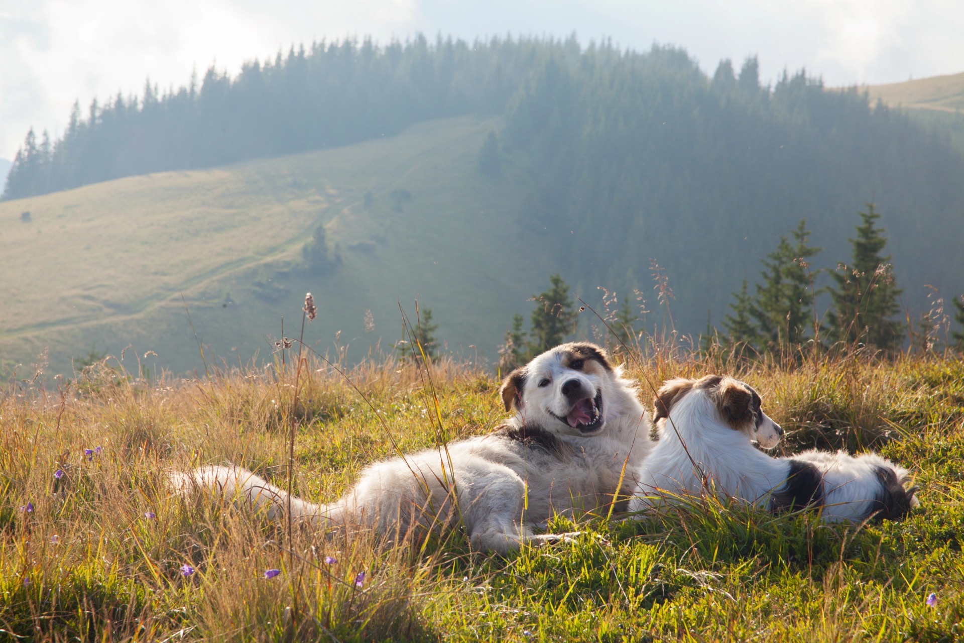 Two dogs lying together in tall mountain grass in the evening sun