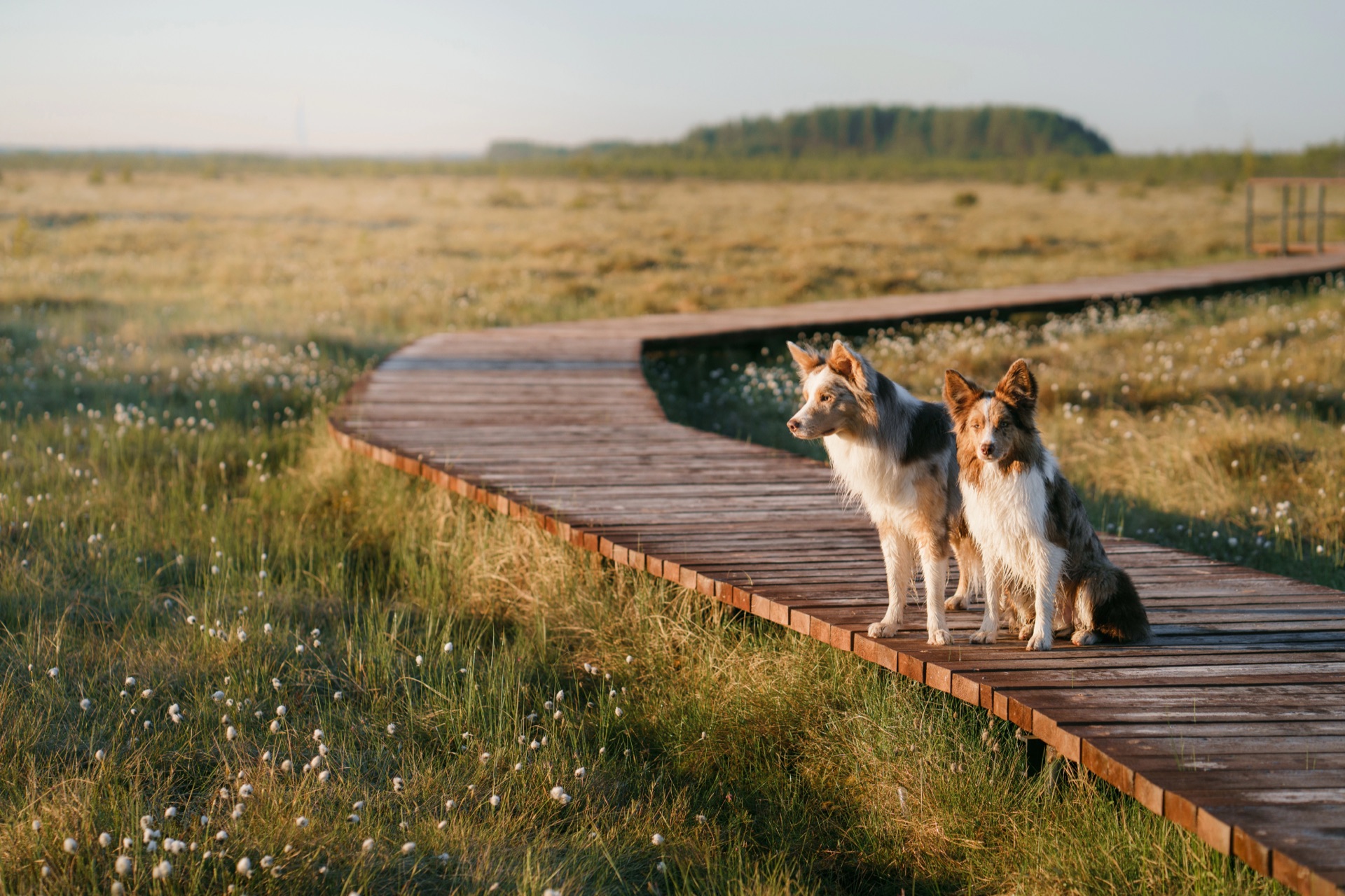 Two border collies sitting side by side on a wooden boardwalk through a sunlit meadow