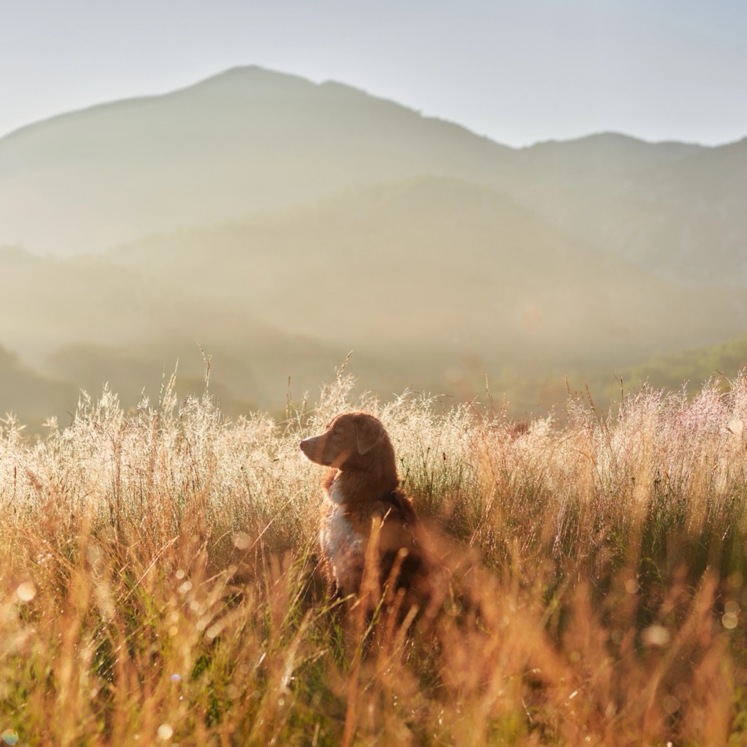 A dog sitting in tall grass in front of misty mountains