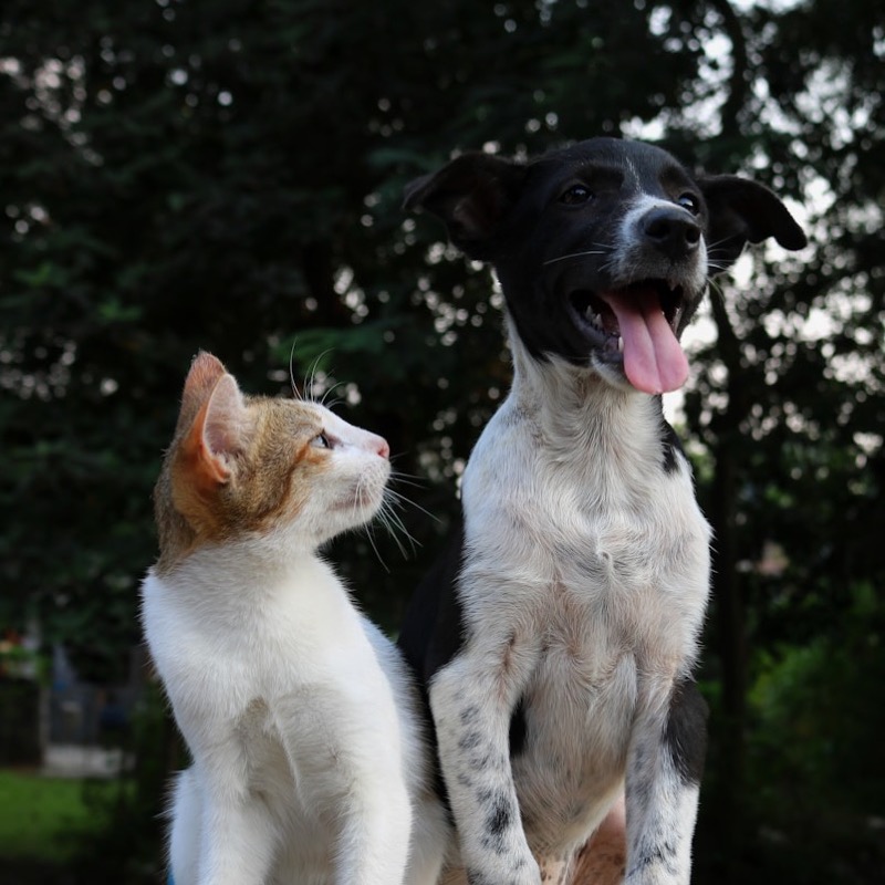 A cat looking up at a happy dog under the trees