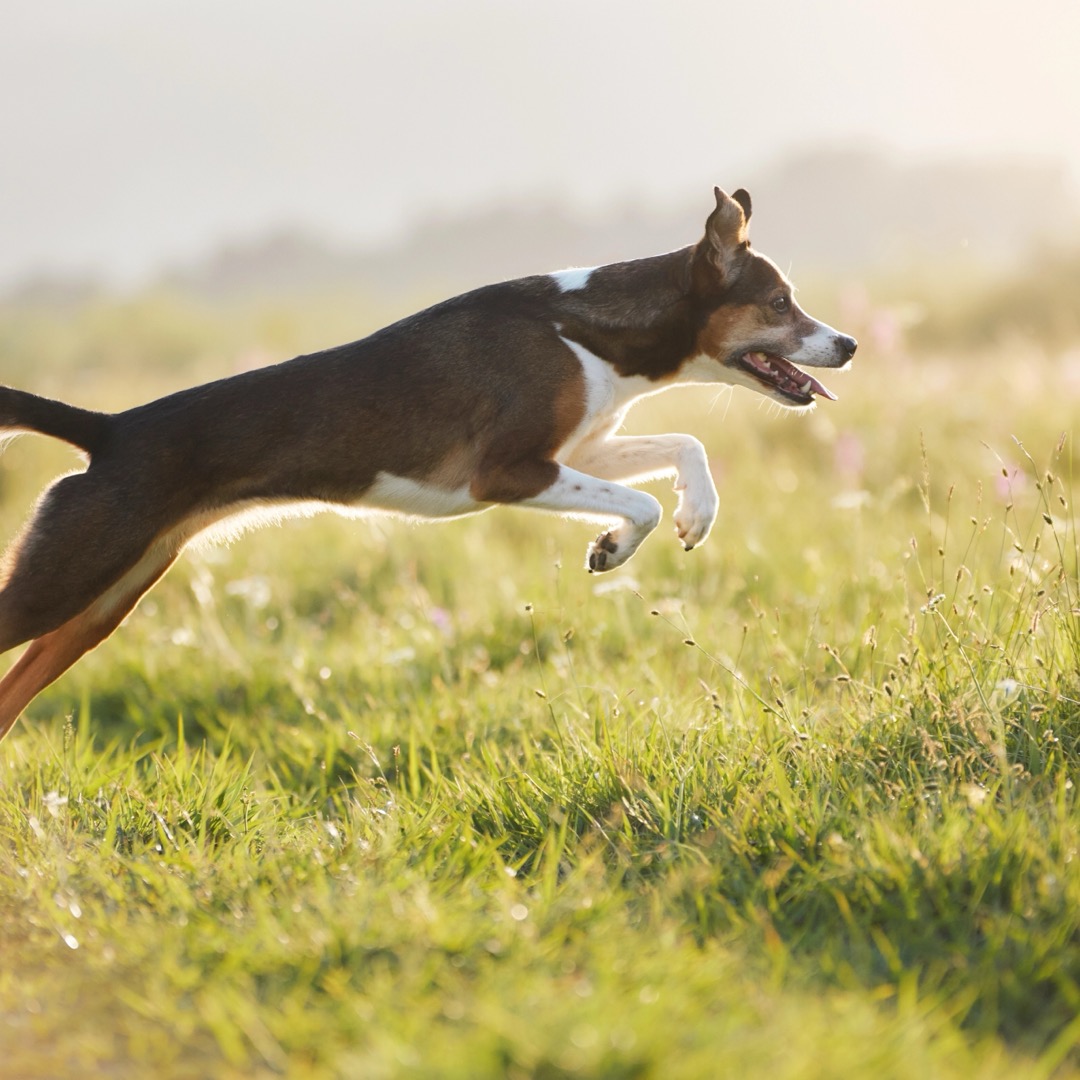A dog leaping through a sunny meadow