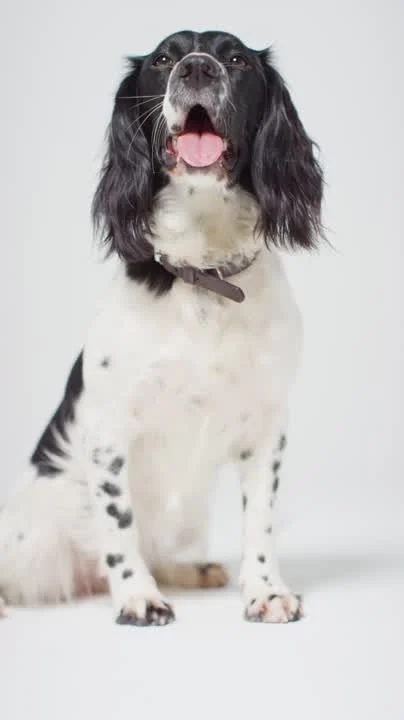 English Springer Spaniel sitting and panting, representing the dogs Pointer's predictive care protects