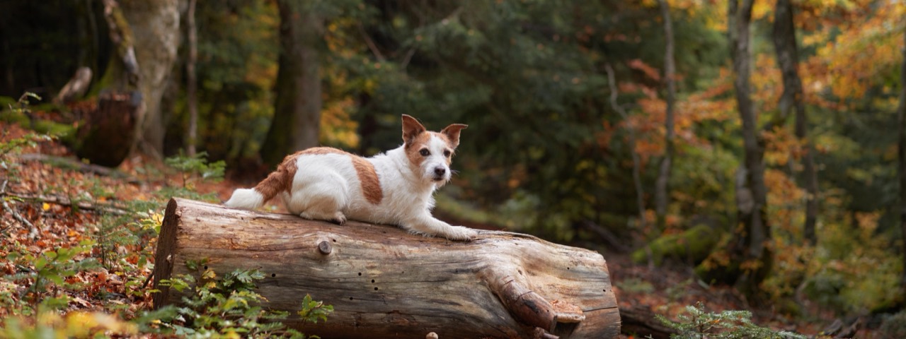 A terrier resting on a fallen log in an autumn forest.