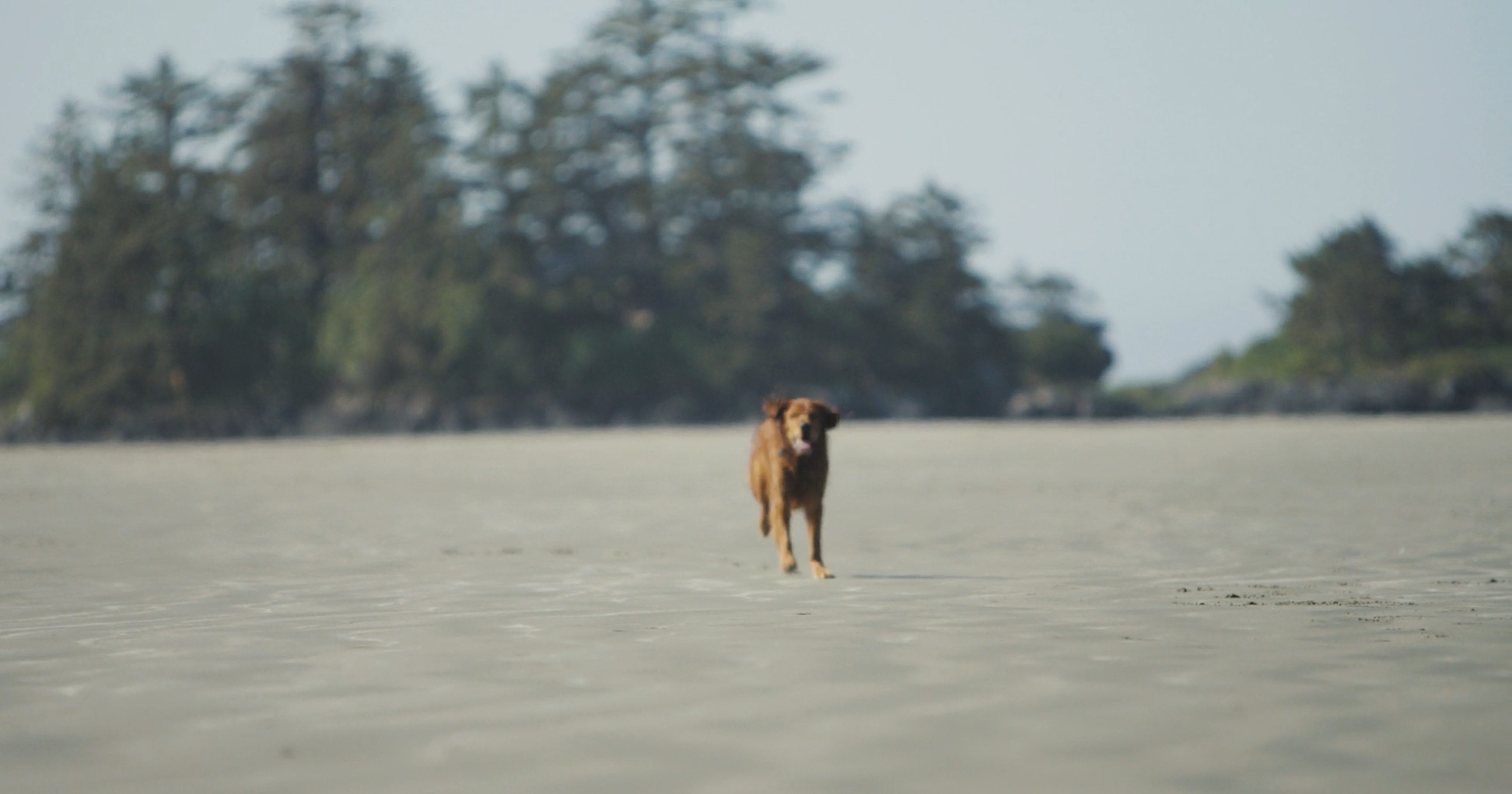 Intro to a healthier, software-based validated screening for dogs.